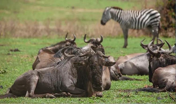 1 Day Signature Tarangire Day Safari image