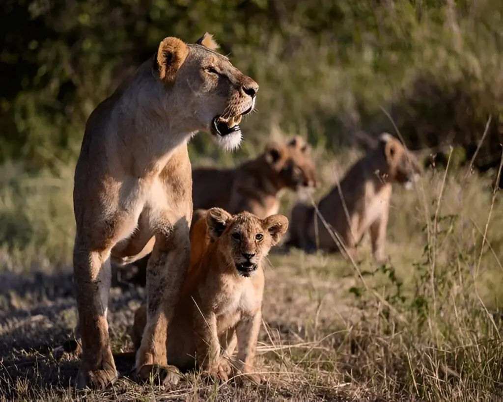 3 Day Honeymoon Rwanda Gorilla Trekking Experience Group Tour image