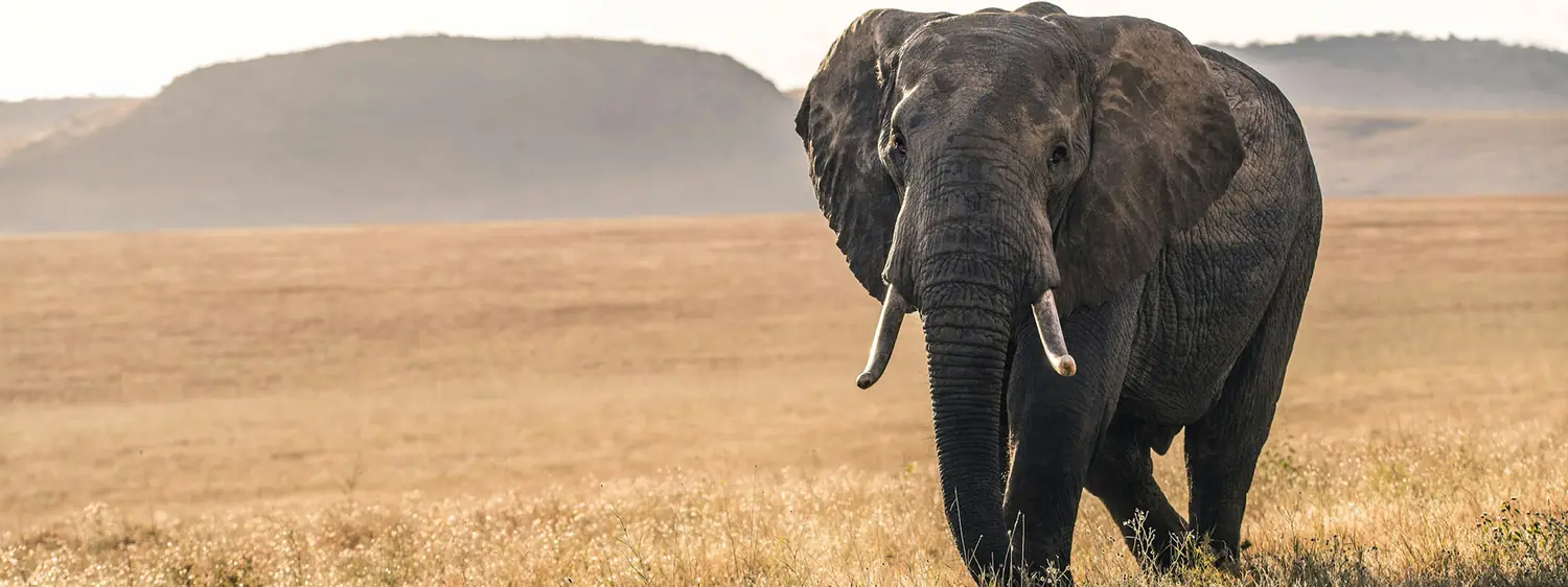 6 Day Honeymoon Rwanda Uganda Gorilla Combination Group Tour From Kigali image