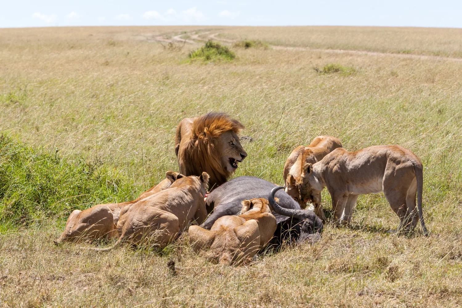 4 Day Honeymoon Uganda Wildlife And Nile Safari image