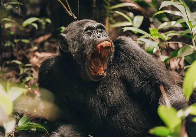 7-Day Kibale Forest, Queen Elizabeth National Park and Bwindi Impenetrable Forest Safari