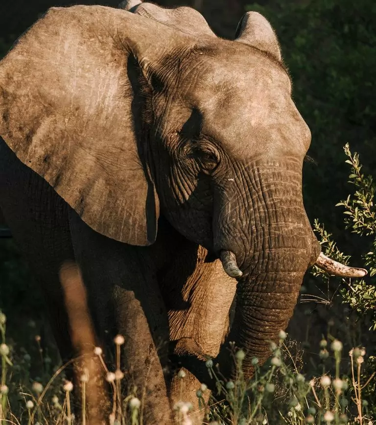 Tanzania safari with Manda Adventures