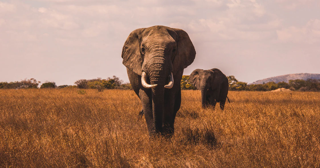 Family safari review for Manda Adventures